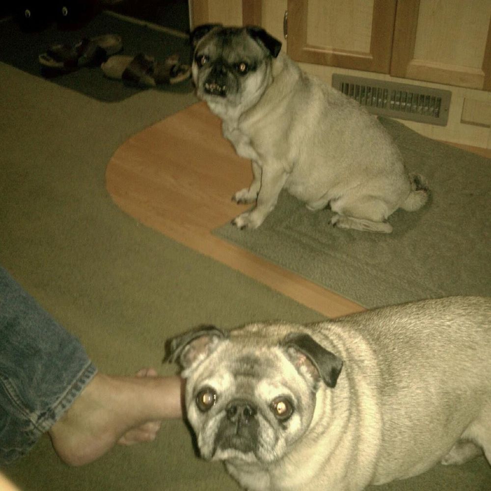 Meet your Posher, Puglvr